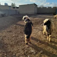 کوهه قوچ شهر کردی|حیوانات مزرعه|درودزن, |دیوار