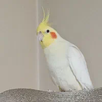 عروس هلندی لوتینو نر آواز خوان