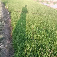 شالی چلتوک تیولکی