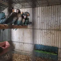 جوجه کوتوله و جوجه عروس هلندی دستی