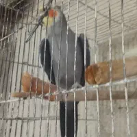 عروس هلندی