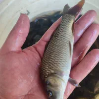 عرضه فروش کپپور اکسترود ماهی سفید