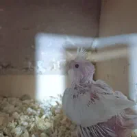 انواع جوجه عروس خوشگل