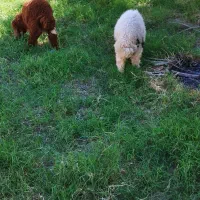 یک جفت بره سرحال