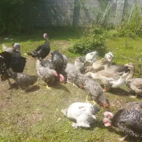 مرغ خروس بوقلمون غاز