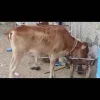 فروش گاو جوان آبستن با گوساله
