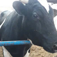 فروش یک جا گاو و گوساله