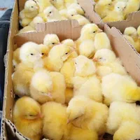 جوجه گوشتی راس 308|حیوانات مزرعه|گرگان, |دیوار