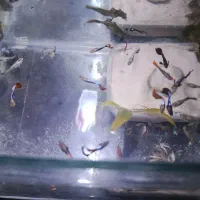 ماهی گوپی|ماهی|ارومیه, |دیوار