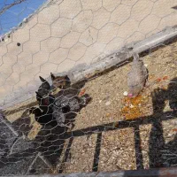 مرغ محلی و گلین تخم گذاری و کرک شو|حیوانات مزرعه|زرقان, |دیوار