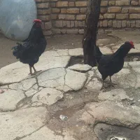 تخم مرغ گلین