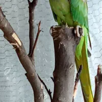 طوطی ملنگو|پرنده|محمودآباد, |دیوار