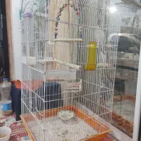 طوطی عروس نر و ماده همراه با قفس|پرنده|رشت, جماران|دیوار