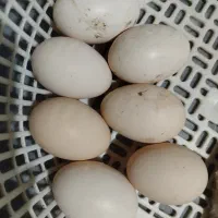 تخم- مرغ مرندی و مرغ محلی