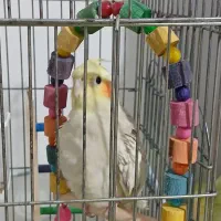 فروش عروس هلندی ماده|پرنده|بندر انزلی, سید آسیه|دیوار