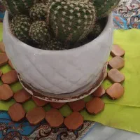 گل طبیعی|گل و گیاه طبیعی|پردیس, فاز ۸|دیوار