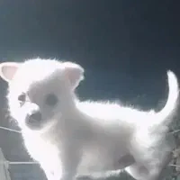 واگذاری سگ|سگ|رفسنجان, |دیوار