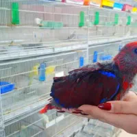 نمایشگاه پرنده رضا|پرنده|شیراز, فرودگاه شهید دستغیب شیراز|دیوار