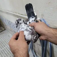 کبوترپرشی|پرنده|گرگان, |دیوار