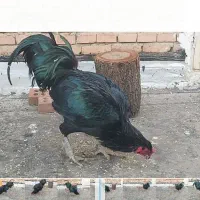 خروس سیاه|حیوانات مزرعه|نقده, |دیوار