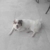 سگ تربییت شده