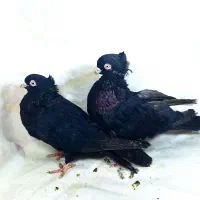 ارزان کبوتر|پرنده|جیرفت, |دیوار