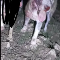 سگ خراسانی|سگ|اسلامآباد غرب, |دیوار