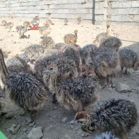 پذیرش سرمایه گذار در صنعت شترمرغ|استخدام مالی، حسابداری، حقوقی|تبریز, |دیوار