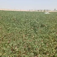 نهال پسته وخدمات کاشت صفرتاصد|خدمات باغبانی و درختکاری|رودشت (اصفهان), |دیوار