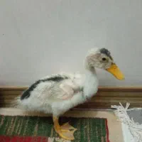 فروش  ۲عدد اردک خوشگل خونگی