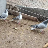 بدرنگ|پرنده|بوئین زهرا, |دیوار