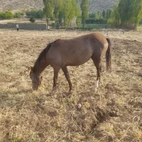 مادیان یا اسب
