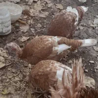 بوقلمون|حیوانات مزرعه|مشگین شهر, |دیوار