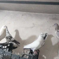 کبوتر پرشی و پلاس