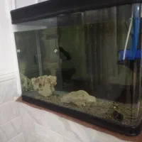 آکواریوم شرکتی ماهی