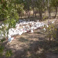 خروس سفید محلی|حیوانات مزرعه|جوین, |دیوار