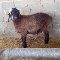 بره کوهه بذری عطیقه خوش رنگ