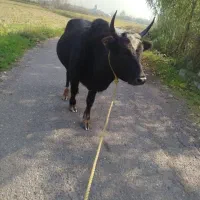 گاو ورزا چالوسی