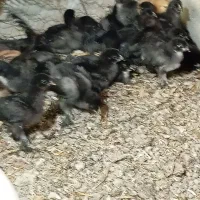 مرغ وخروس وجوجه