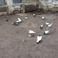 ۶۰ عدد کبوتر تیدی باش سپه وباش ساری درهم|پرنده|انگوت, |دیوار