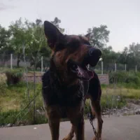 سگ..