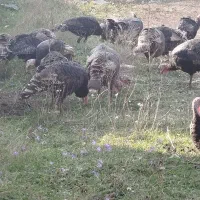 بوقلمون طبیعی و ارگانیک