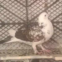 کبوتر خوش خال