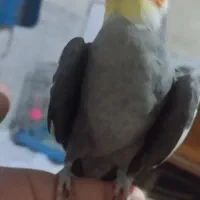 فروش و معاوضه عروس سخن گو دستی و مرغ عشق ماده