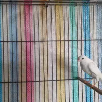 قناری نر مست سفید|پرنده|هرسین, |دیوار