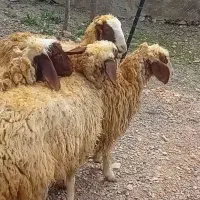 کاور ماده سنجابی گوسفند میش شیشک