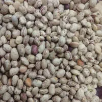 لوبیا چیتی درجه یک