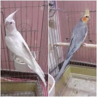 عروس هلندی نر