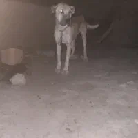 سگ سرابی|سگ|شیرینسو, |دیوار