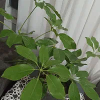 گل و گیاه|گل و گیاه طبیعی|تربت جام, شیخ احمد جامی|دیوار